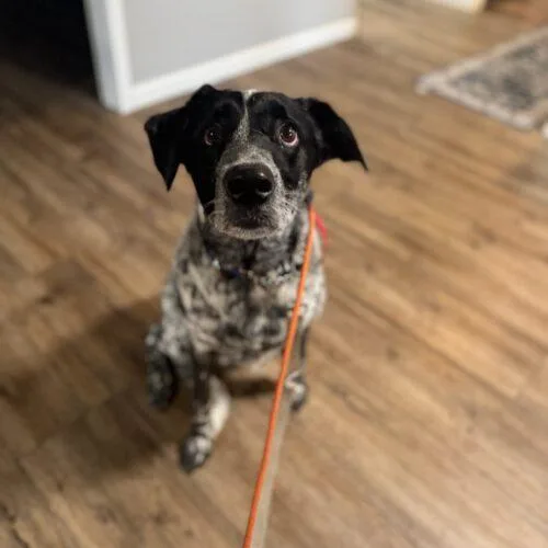 Bubba Butch thumbnail 2