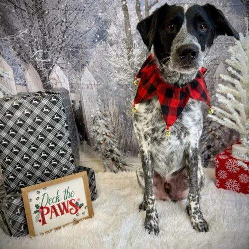 Bubba Butch thumbnail 4