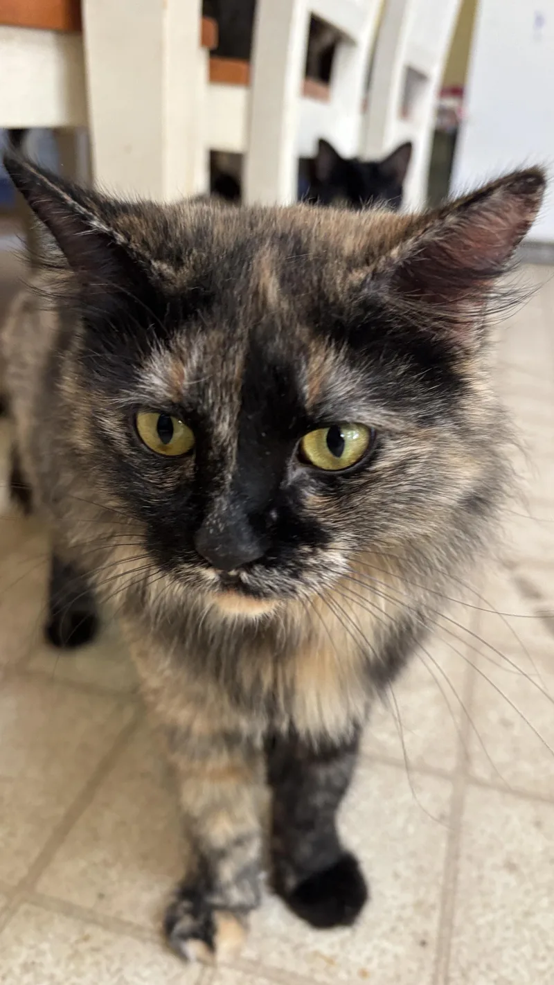 A young small-sized female Tortoiseshell cat named Missie for adoption in Melrose, MA