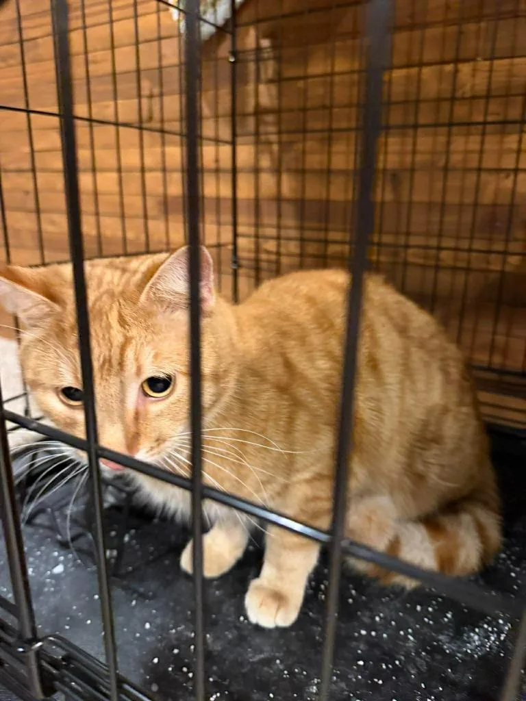 A young medium-sized male Domestic Short Hair cat named Eugene for adoption in Cloquet, MN