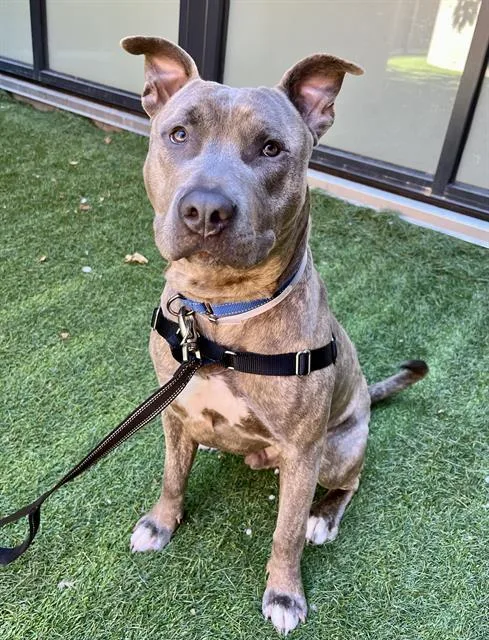 A young large-sized male Pit Bull Terrier dog named Roqui for adoption in San Francisco, CA