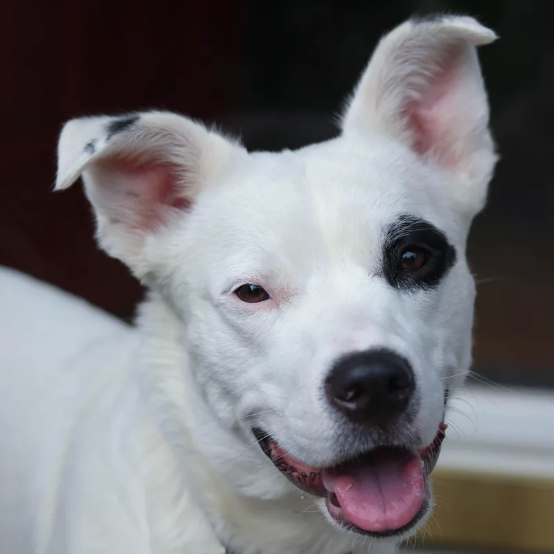 A young medium-sized female Labrador Retriever dog named Piper for adoption in Statesville, NC