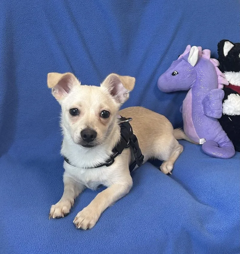 A young small-sized male White / Cream Chihuahua dog named Coconut for adoption in Cedartown, GA