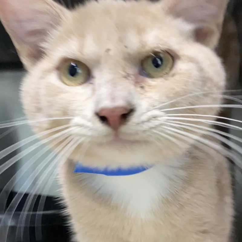 An adult small-sized male Buff / Tan / Fawn Domestic Short Hair cat named The Cromenockle for adoption in Lakeland, FL