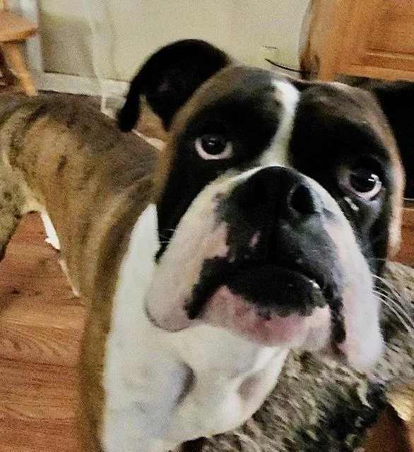 A young medium-sized male Boxer dog named Brice II for adoption in Hewitt, TX