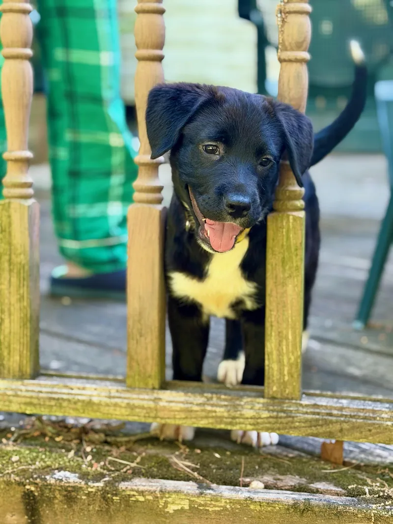 A baby medium-sized female Flat-Coated Retriever dog named Matilda for adoption in Albany, NY