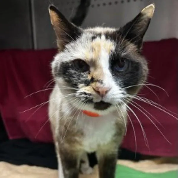 A senior medium-sized female Domestic Short Hair cat named Princess for adoption in Oakland, CA