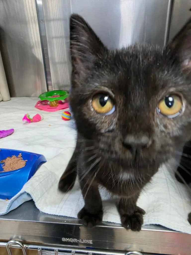A baby small-sized male Domestic Short Hair cat named Coal for adoption in New Manchester, WV