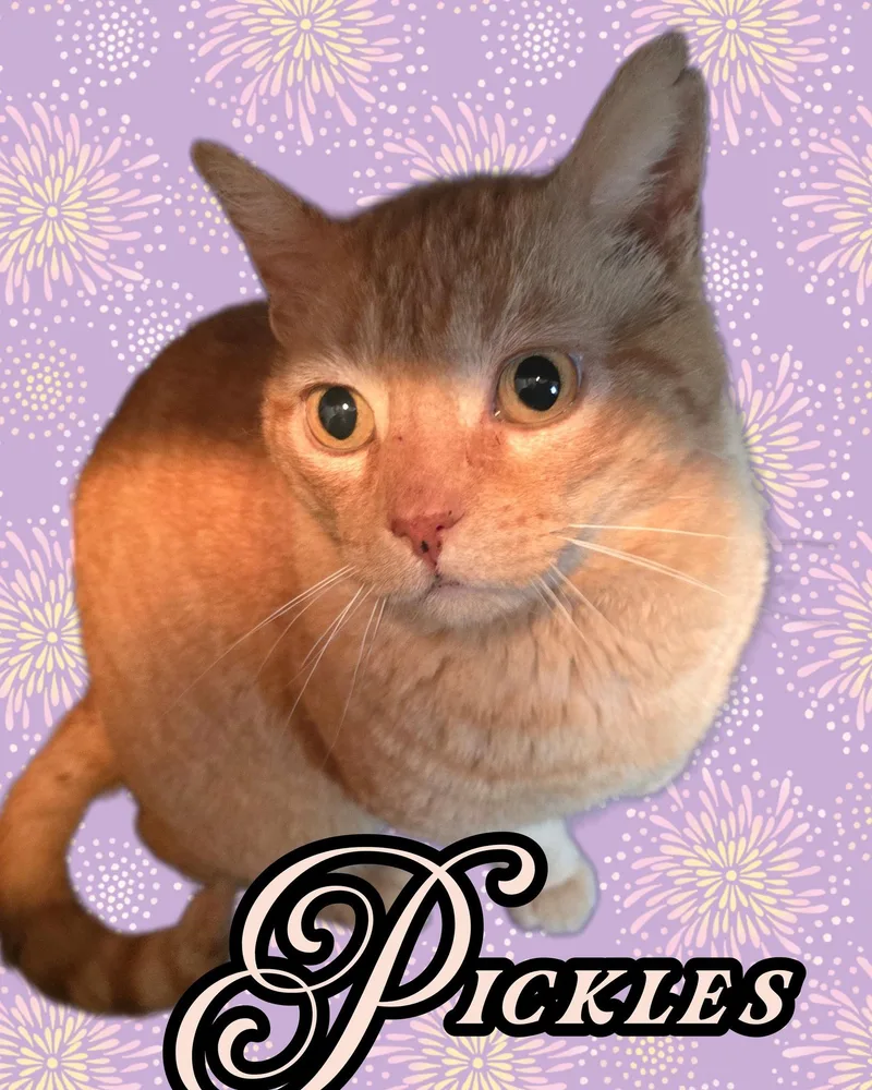 An adult medium-sized male Tabby (Orange / Red) Domestic Short Hair cat named Pickles for adoption in Bendersville, PA