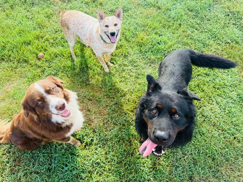 A young medium-sized male Australian Cattle Dog / Blue Heeler dog named Russel for adoption in Houston, TX