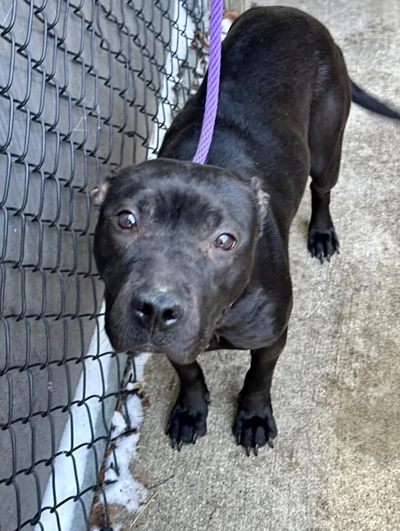 Fudgesicle thumbnail 2