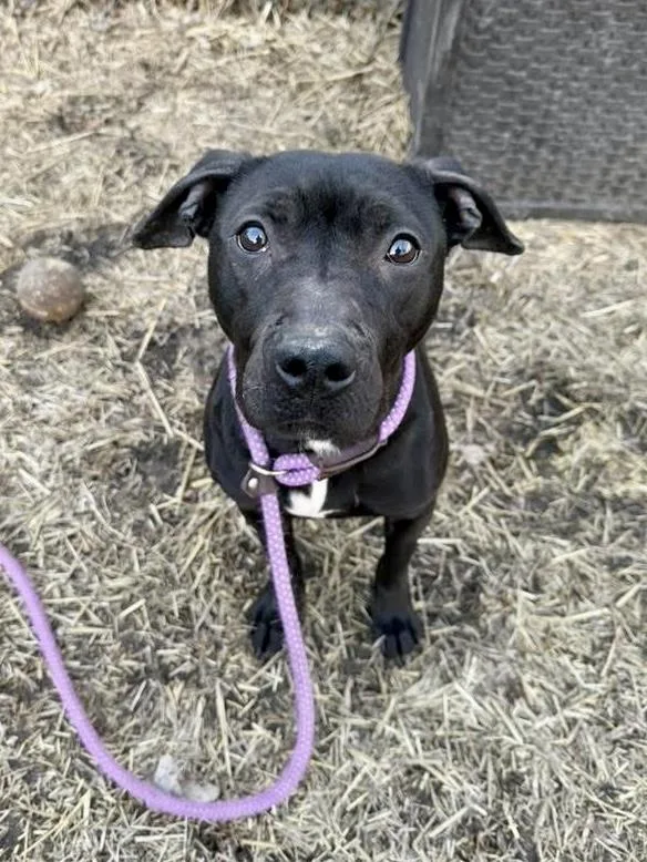 Fudgesicle thumbnail 3