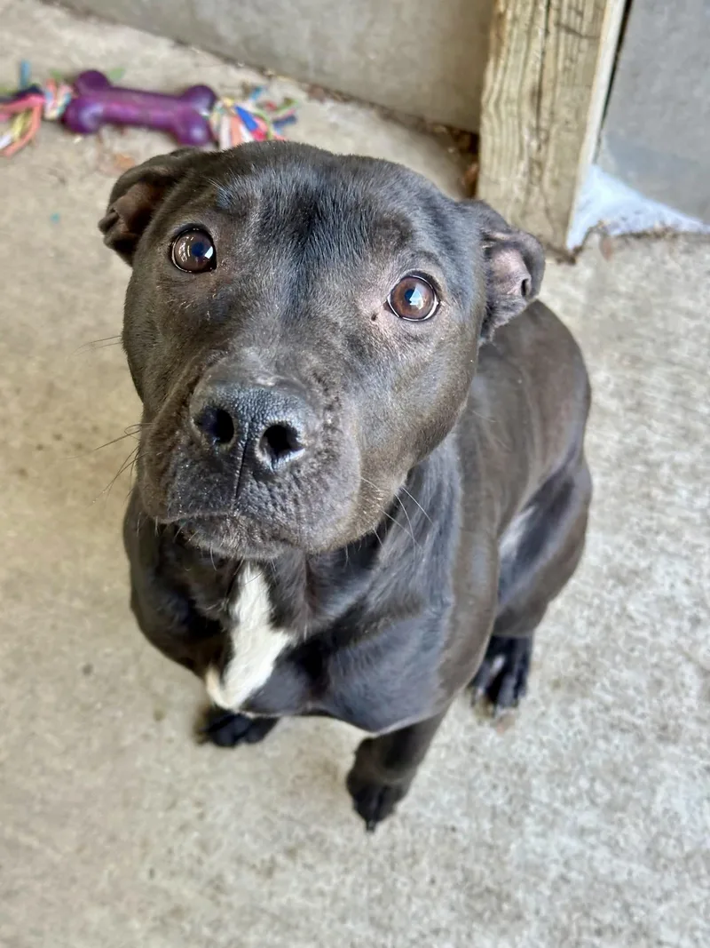 Fudgesicle thumbnail 4