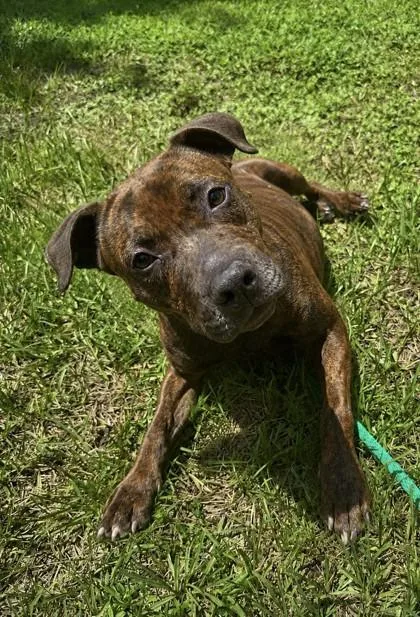 An adult medium-sized female Mixed Breed dog named Luna for adoption in Vero Beach, FL