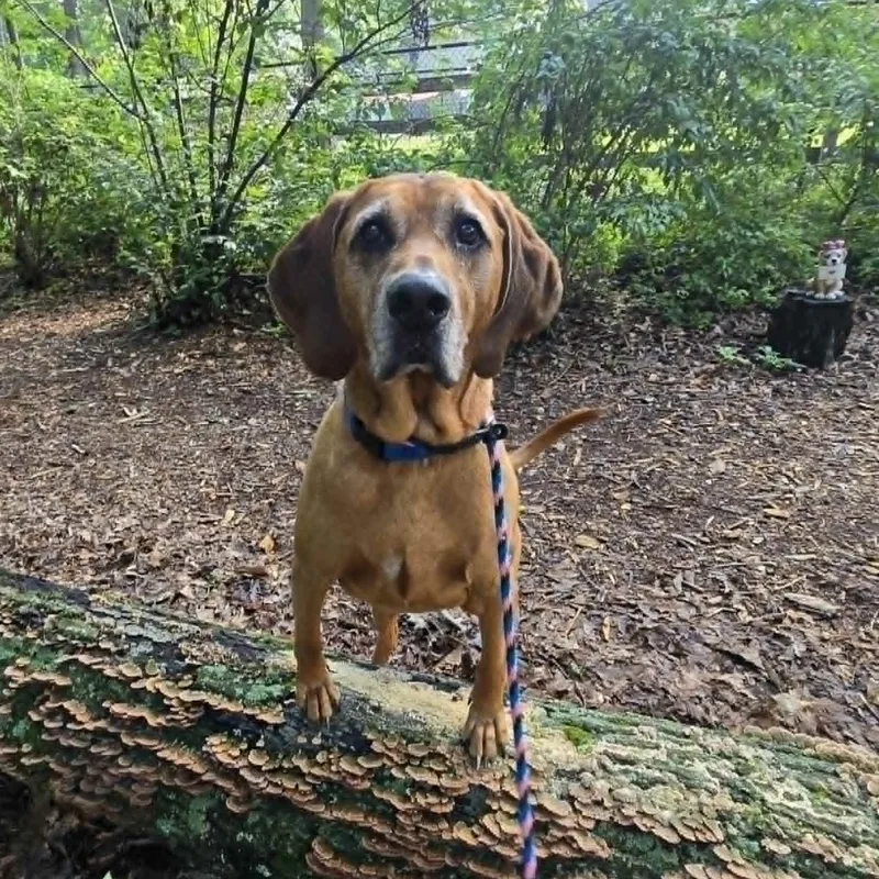 A senior large-sized male Coonhound dog named Copper for adoption in Severn, MD