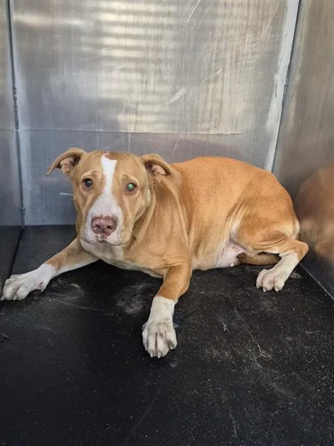 A young medium-sized female American Staffordshire Terrier dog named Cherrie Macbeth for adoption in San Antonio, TX