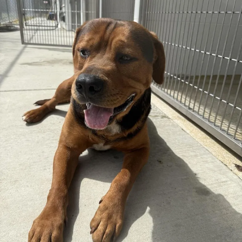 An adult large-sized male Black Rottweiler dog named Clay for adoption in Gloucester, VA