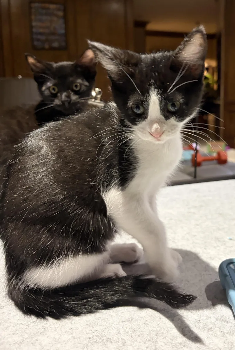 A baby medium-sized female Black & White / Tuxedo Domestic Short Hair cat named Stella Luna for adoption in Coppell, TX