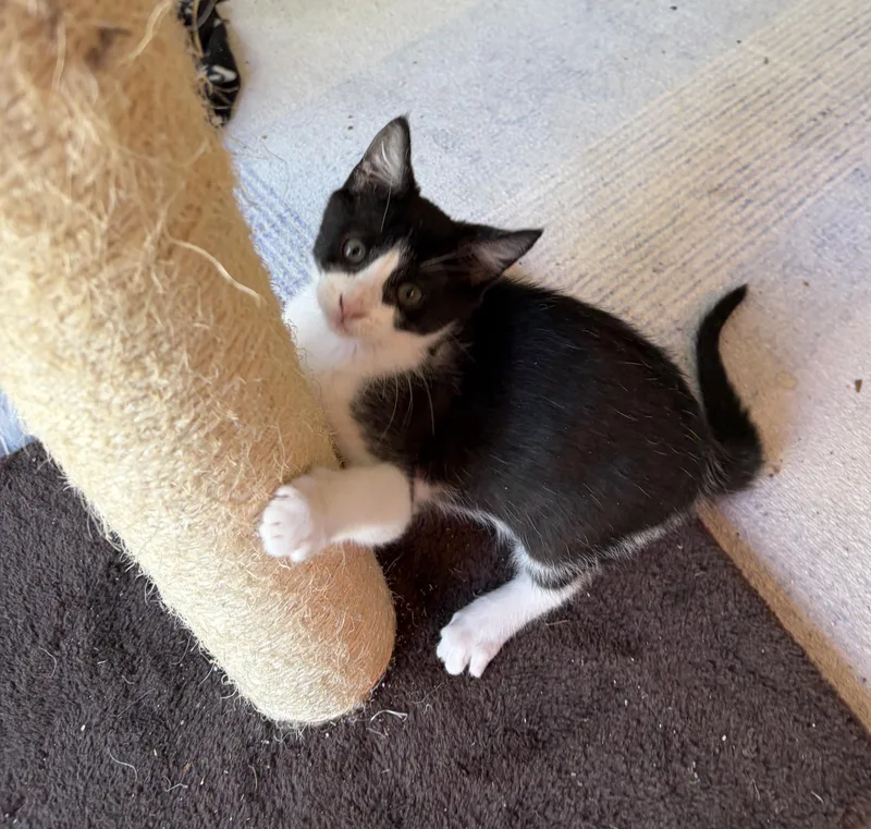 Stella Luna thumbnail 2