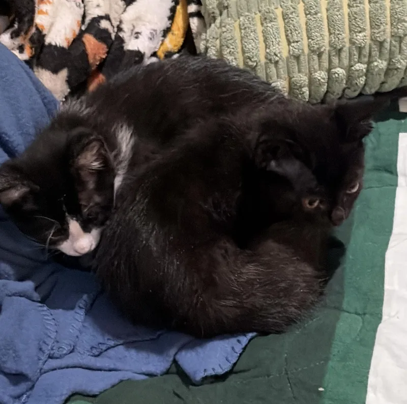 Stella Luna thumbnail 3