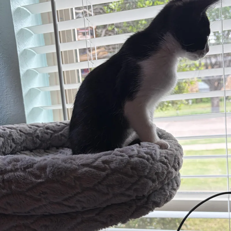 Stella Luna thumbnail 4