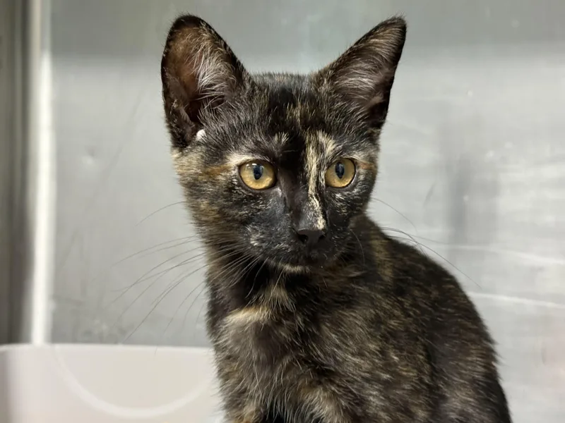 A baby medium-sized female Tortoiseshell Domestic Short Hair cat named Lava Girl for adoption in Lauderhill, FL