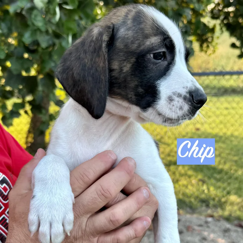.chip thumbnail 2