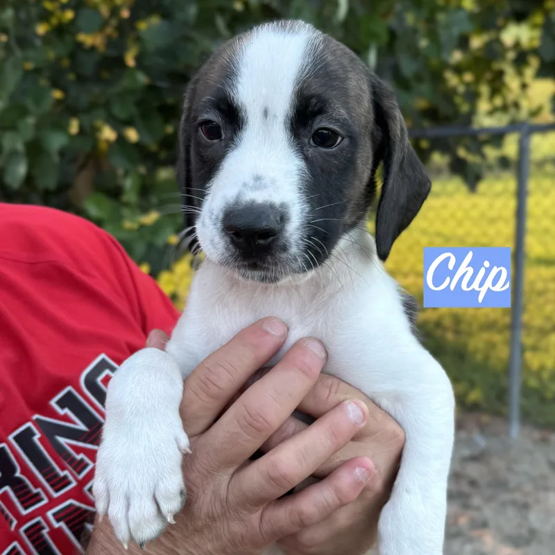 .chip thumbnail 3