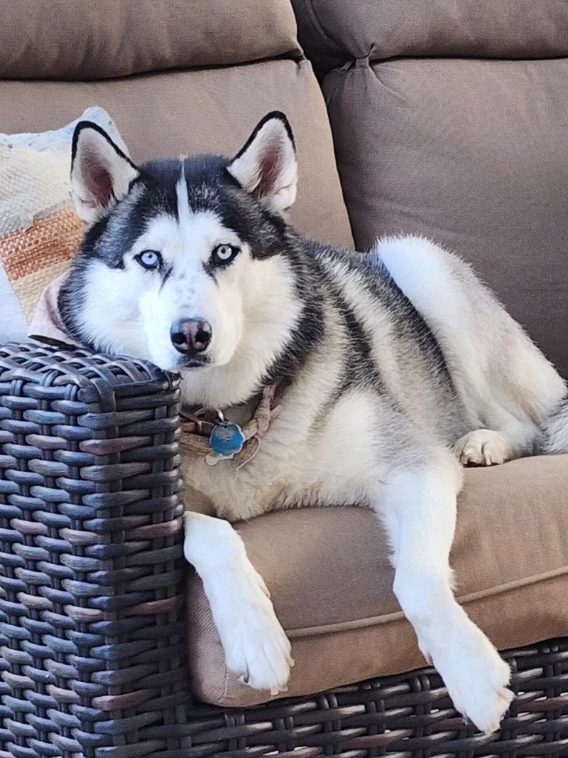 An adult medium-sized female Siberian Husky dog named Siya for adoption in Carrollton, TX