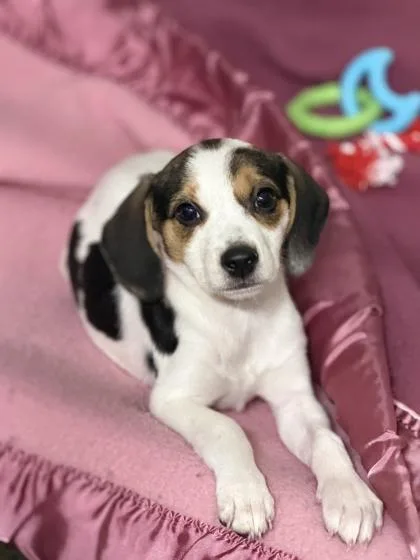 A baby small-sized female Beagle dog named Beagle for adoption in Sacramento, CA
