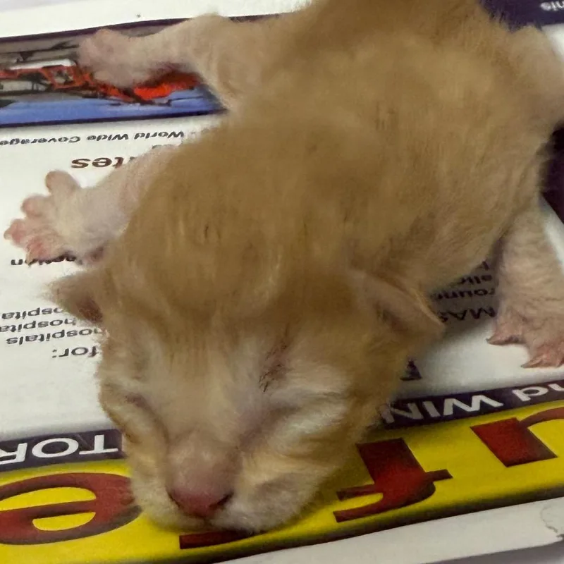 A baby small-sized male Orange / Red Domestic Short Hair cat named Corn for adoption in Yuma, AZ
