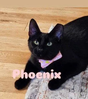 Phoenix thumbnail 3