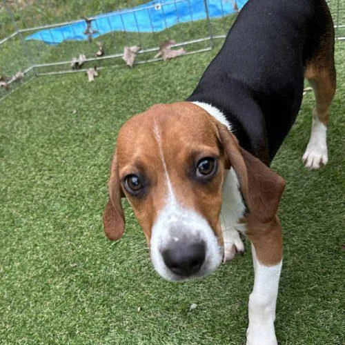 A baby small-sized male Tricolor (Brown, Black, & White) Beagle dog named Brooks for adoption in Kent, WA