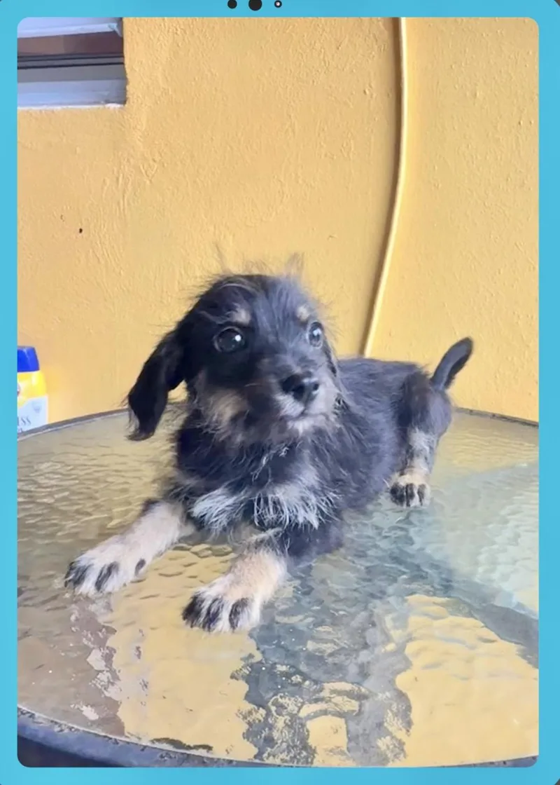 A baby medium-sized male Black Border Terrier dog named Bobby for adoption in Lake Forest, IL