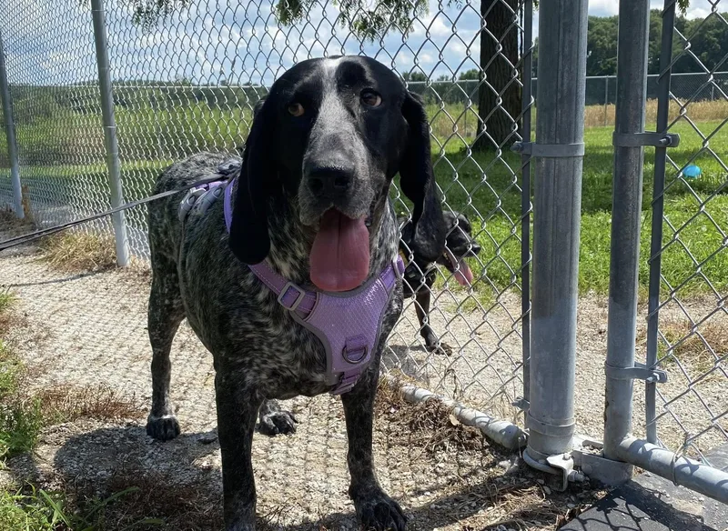 An adult large-sized female Merle (Blue) Bluetick Coonhound dog named Sadie Mae for adoption in Indianapolis, IN