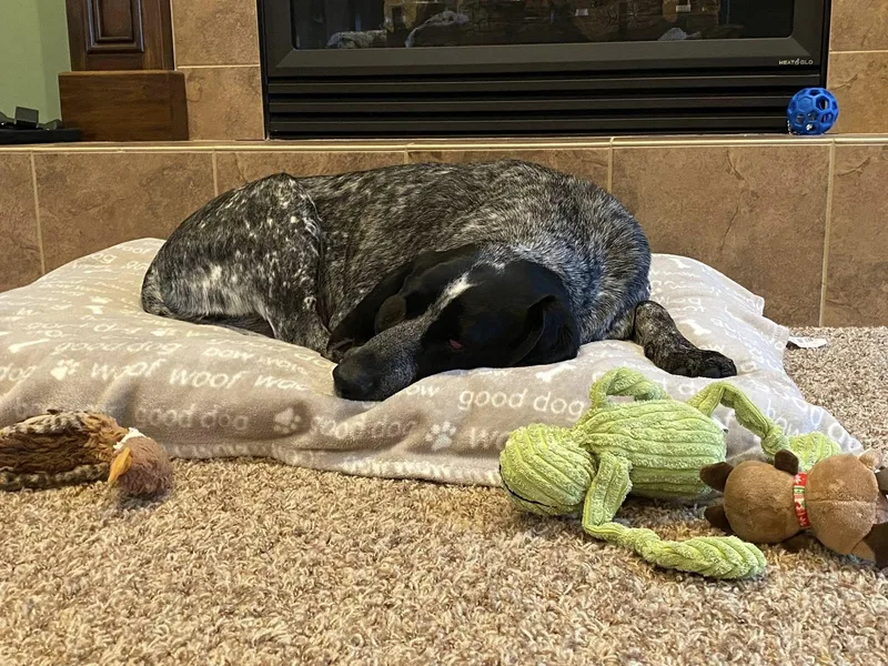 Sadie Mae thumbnail 6