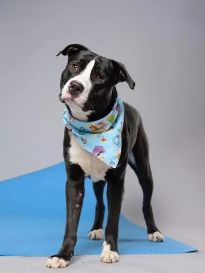 An adult medium-sized male Pit Bull Terrier dog named Bummy for adoption in Atlanta, GA