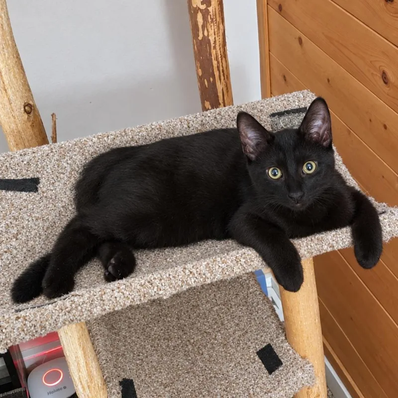 A baby small-sized male Black Domestic Short Hair cat named Jay for adoption in Alexandria, VA