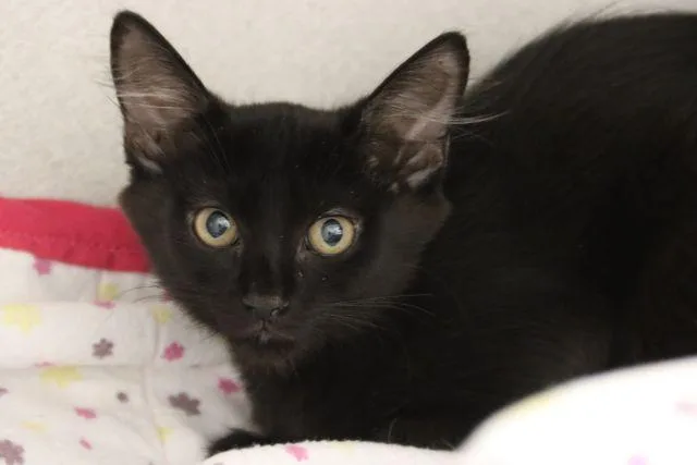 A baby small-sized female Domestic Short Hair cat named Peepers for adoption in Tucson, AZ