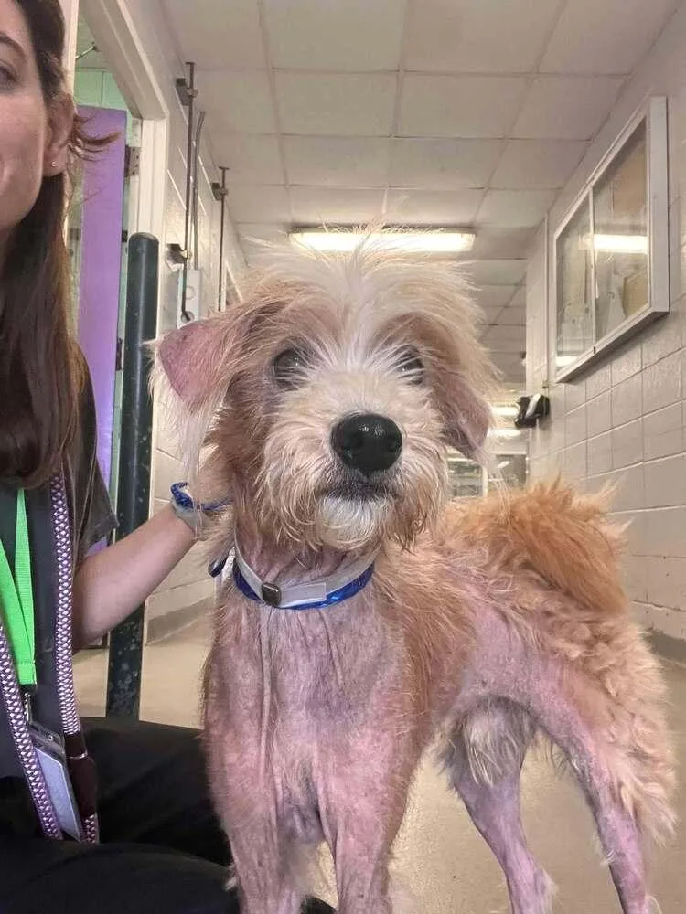 A senior small-sized male Cairn Terrier dog named Zuko for adoption in Aurora, CO