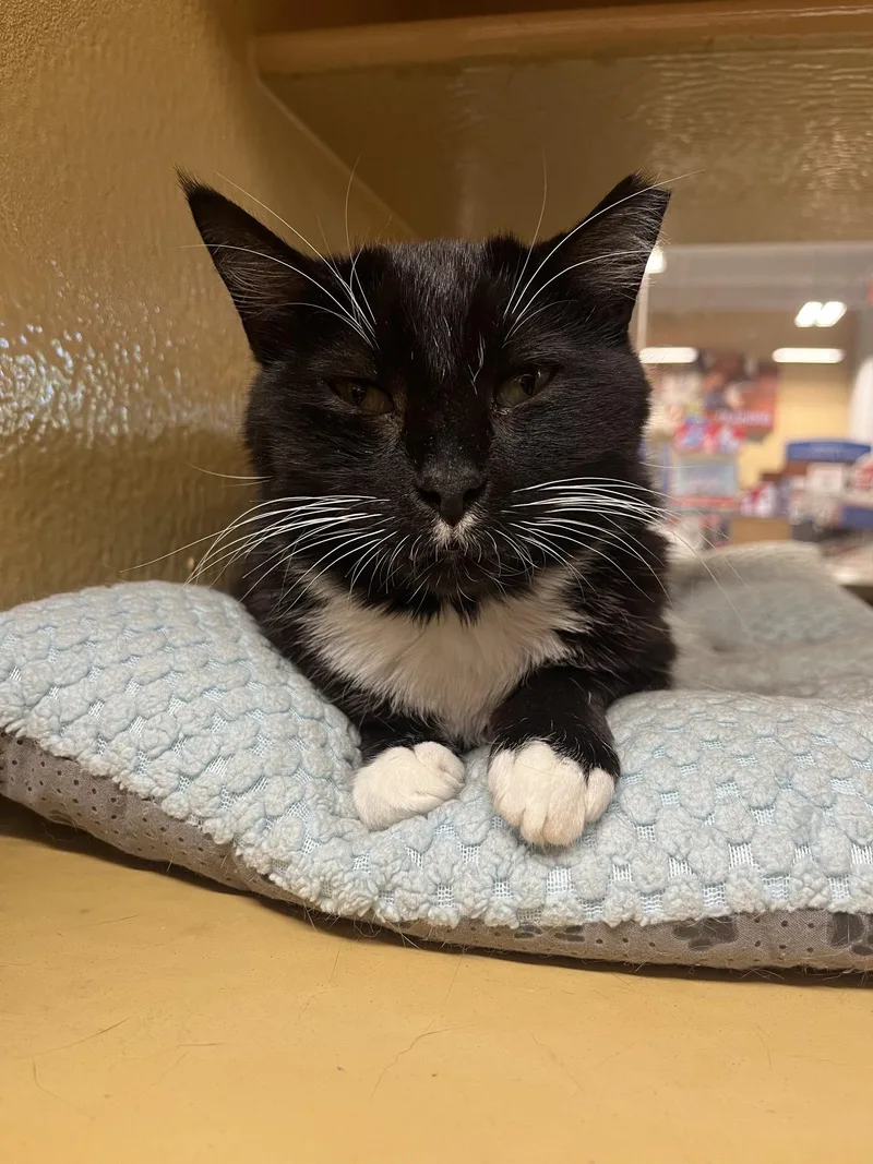 A young medium-sized female Black Domestic Short Hair cat named Molly for adoption in Covina , CA