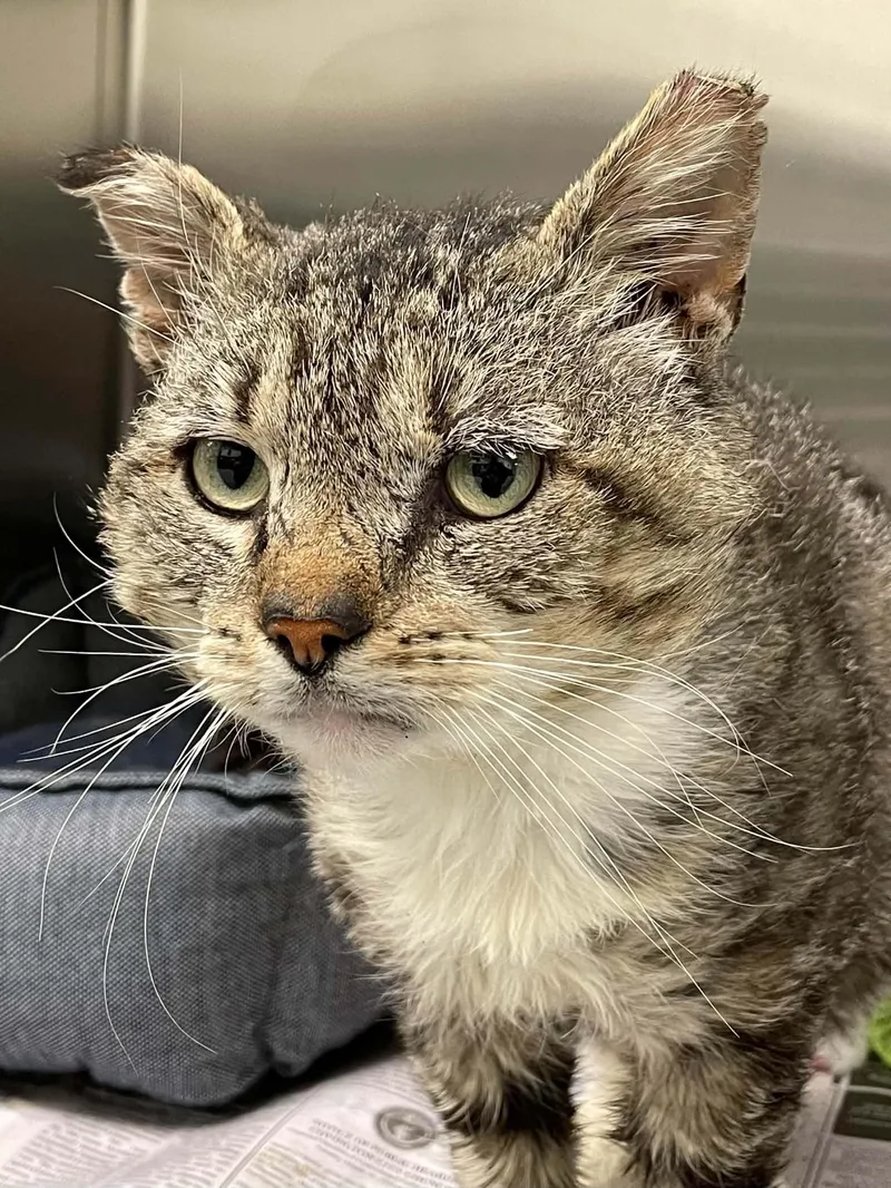 An adult medium-sized male Domestic Short Hair cat named Bob for adoption in Covington, VA