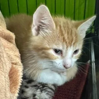 A baby small-sized male Orange / Red Domestic Short Hair cat named Mark for adoption in Edwardsville, IL
