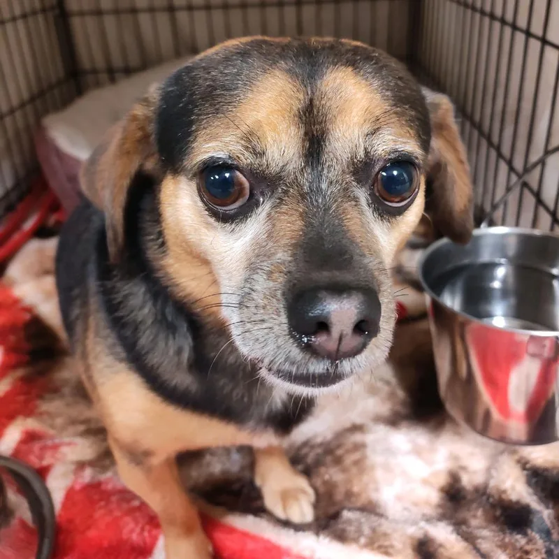 An adult small-sized male Brown / Chocolate Chihuahua dog named Bingo for adoption in Norfolk, NE