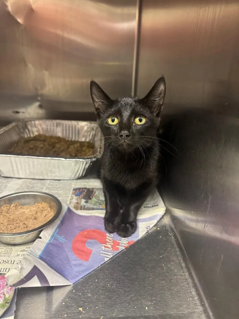 A baby medium-sized female Domestic Short Hair cat named Tuney for adoption in Sorrento, LA