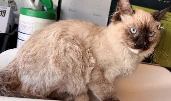 Fluffany