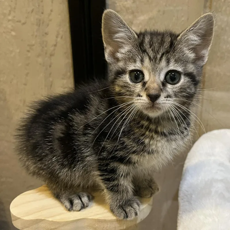 A baby small-sized female Brown / Chocolate Domestic Short Hair cat named Patsy for adoption in Abingdon, MD