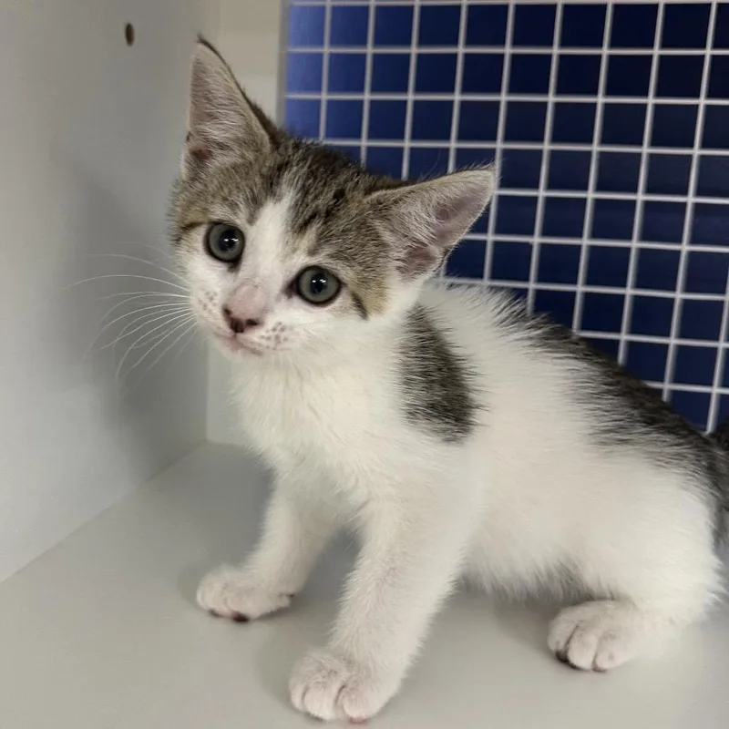 A baby small-sized female White Domestic Short Hair cat named Comet for adoption in Danbury, CT