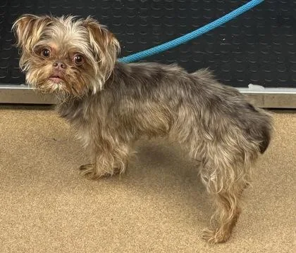 An adult small-sized male Mixed Breed dog named Amanatsu for adoption in Chamblee, GA