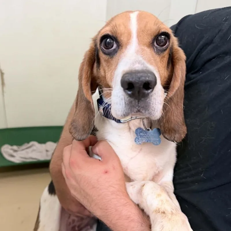 An adult small-sized female Brown / Chocolate Beagle dog named Angelica Kauffman  Chino for adoption in Chino Hills, CA